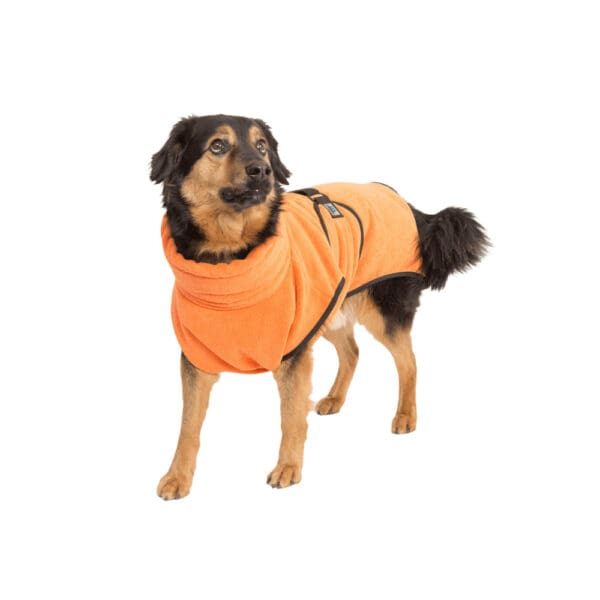 Hund mit Hundebademantel in Orange